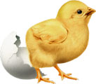 Цыплёнок и яичная скорлупка