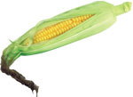Кукуруза в листовой обёртке