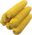 Шесть очищенных початков кукурузы
