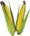 Два початка кукурузы
