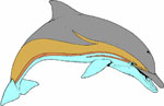 Полосатый дельфин