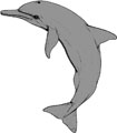 Длиннорылый продельфин (другие названия - малоголовый продельфин, вертящийся дельфин, длинноносый дельфин, длиноклювая стенелла)