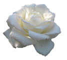 Белая роза с капельками росы