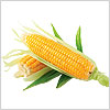 Кукуруза. Фотоклипарт