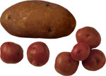 Розовый сорт картофеля
