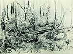 В лесных зарослях. 1870-е