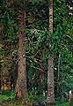Еловый лес. 1890