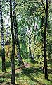 Лиственный лес. 1897