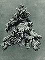 Сосна под снегом. 1890