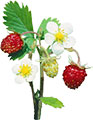 Кустик земляники с цветами и ягодами