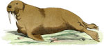 Морж - крупное ластоногое животное