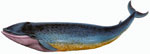 Синий кит - самое крупное млекопитающее на Земле