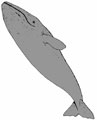 Калифорнийский (серый) кит