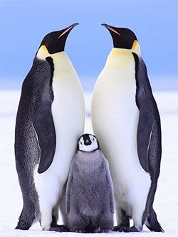 Пара королевских пингвинов с птенцом пингвинёнком