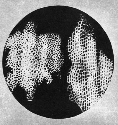 Первый рисунок клеток, сделанный Р. Гуком.