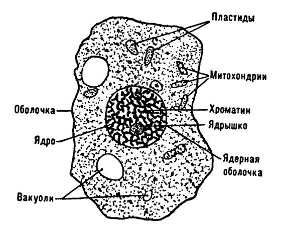 Строение клетки, видимой в световом микроскопе