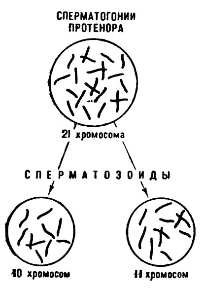 Распределение хромосом в сперматозоидах протенора.