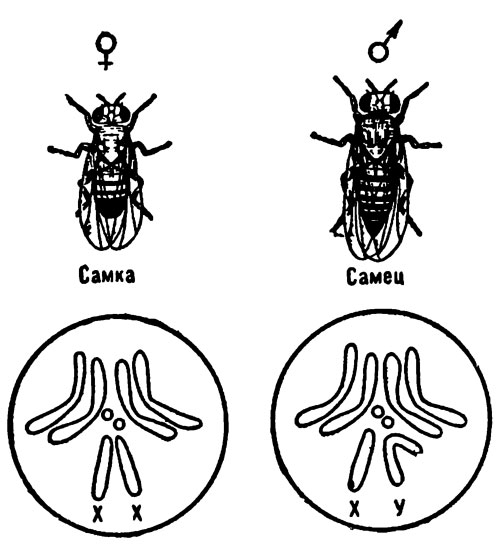 Самка и самец дрозофилы; их хромосомный набор