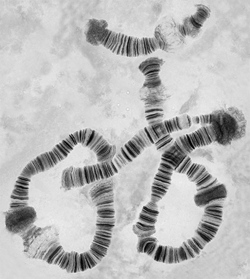 Гигантские хромосомы в клетках слюнных желез дрозофилы