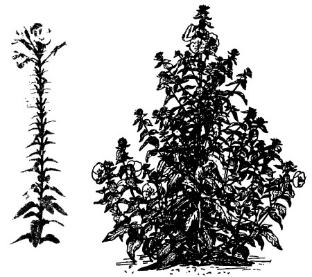Слева - обычное растение энотеры, справа — гигантская энотера