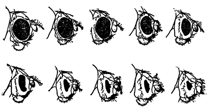 Размеры глаз у мутантов дрозофил
