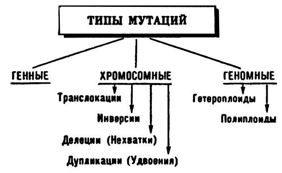 Схема, поясняющая разные типы мутаций.