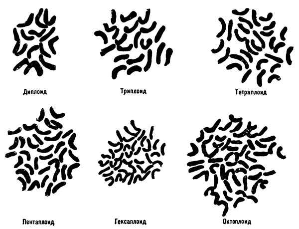Изменения в числе хромосом у разных полиплоидов