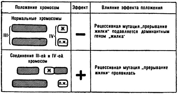 Эффект положения, описанный Н. П. Дубининым и Б. Н. Сидоровым