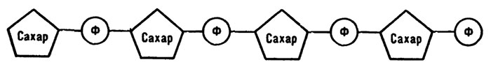 Цепочка молекул дезоксирибозы и фосфата