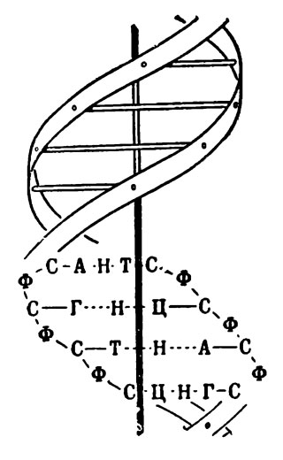 Закрученная нить ДНК (двойная спираль).