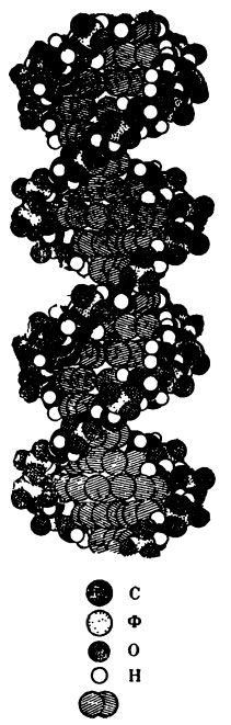 Шариковая модель ДНК
