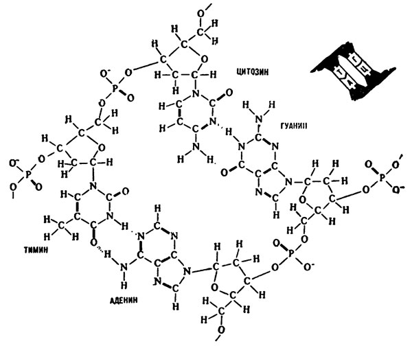 Попарное соединение аденина с тимином и гуанина с цитозином при синтезе новых копий ДНК.