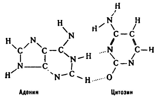В результате ошибки спаривания цитозин может соединиться не с гуанином, а с аденином.