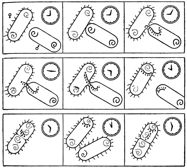 Рисунок Жакоба и Вольмана. Вхождение последовательных участков хромосом мужских клеток в женские можно отметить по часам.