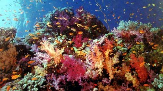 Коралловые рифы