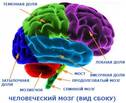 Мозг человека, вид сбоку