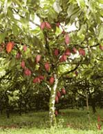 Плоды какао-деревьев