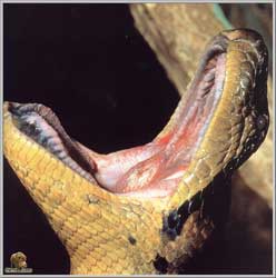 Змея с раскрытой пастью