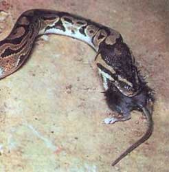 Змея, заглатывающая крысу целиком