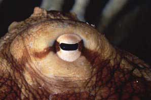 Глаз осьминога