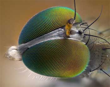 Глаз насекомого