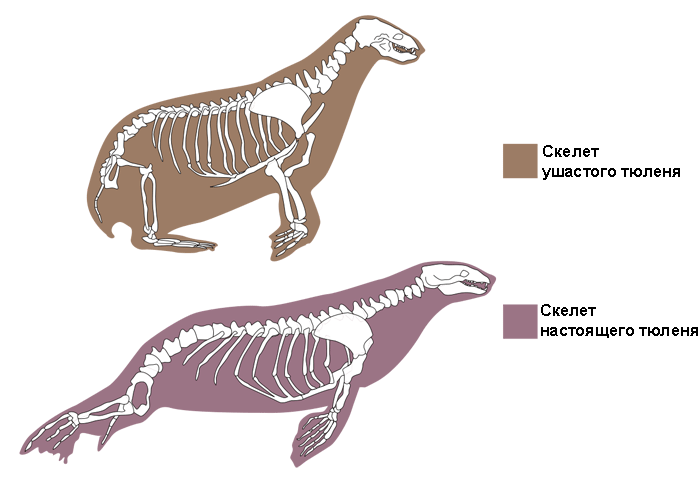 Скелет ушастого тюленя и скелет настоящего тюленя