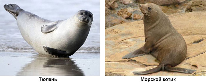 Сравните ласты настоящего и ушастого тюленя