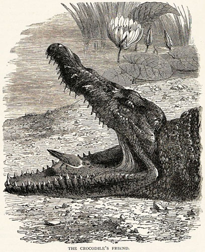 Птичка - друг крокодила