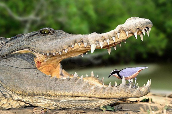 Египетский бегунок в пасти крокодила