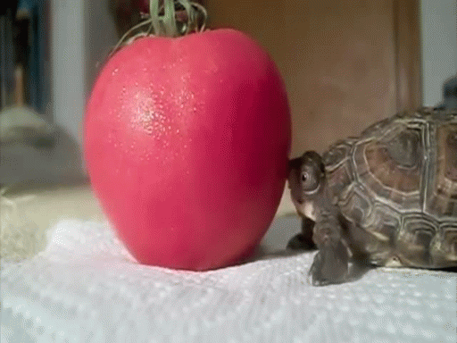Черепаха пытается откусить кусок от целого помидора