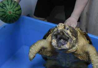 Кормление черепахи арбузом