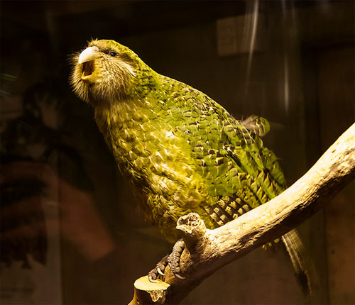 Самец попугая какапо