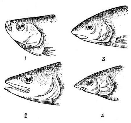 Положение рта у рыб