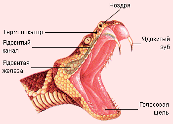 Ядовитые зубы змеи